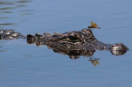A crocodile partially submerged in water, with a dragonfly perched on its head.