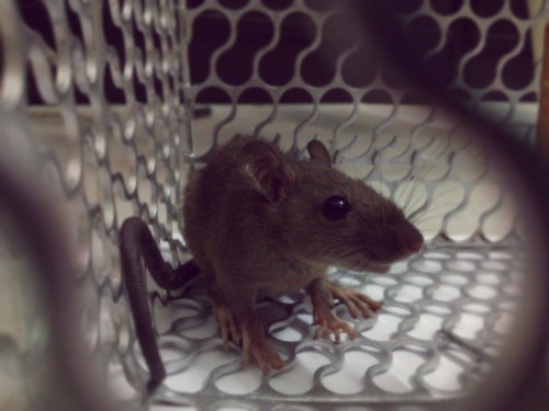 A small brown rodent sits inside a metal trap, with its whiskers and ears prominently visible.