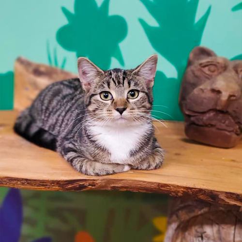 A striped gray cat with white paws rests on a wooden shelf, surrounded by colorful foliage and a stone sculpture.