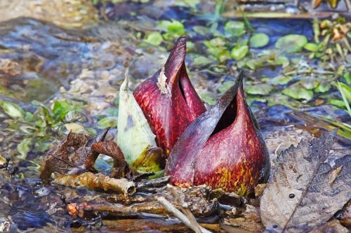 Two red and green pitcher plants emerging from a shallow stream, surrounded by leaves and debris.