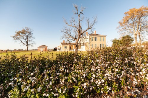 A historic yellow house surrounded by cotton plants and trees under a clear blue sky.