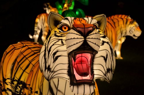 A vibrant, illuminated tiger lantern with a fierce expression, surrounded by other glowing tiger figures in a dark setting.