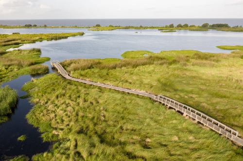 A wooden boardwalk winds through lush green marshland, leading to a calm body of water under a clear sky.
