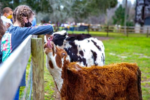 A child feeds a brown calf at a farm, with a black-and-white cow nearby and a green field in the background.