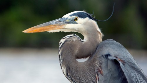 A close-up of a great blue heron with a long beak and striking plumage, set against a blurred natural background.