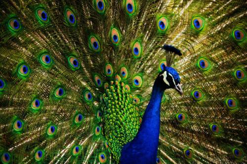 A vibrant peacock displaying its colorful, iridescent feathers with striking blue and green patterns.