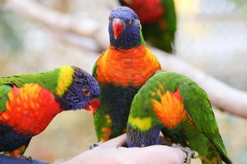 Three colorful lorikeets perched on a hand, showcasing vibrant green, blue, and orange feathers.