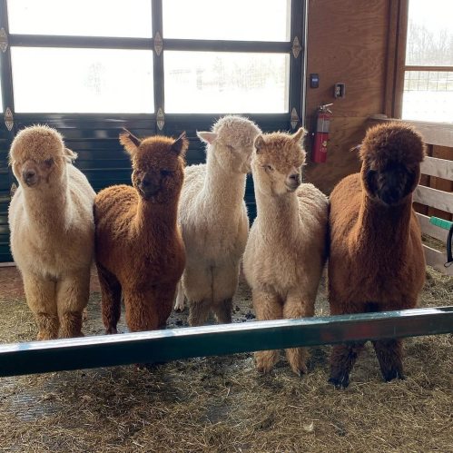 Five alpacas of varying colors stand together in a barn, looking curiously at the camera.