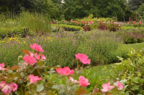 A vibrant garden filled with colorful flowers, including pink roses, surrounded by lush greenery and various plants.