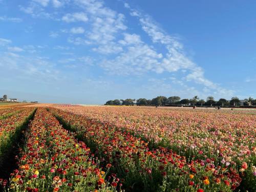 A vibrant field of colorful flowers under a blue sky, with people walking in the distance.