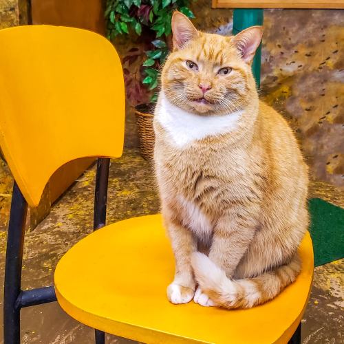 A fluffy orange cat with a white chest sits confidently on a bright yellow chair.