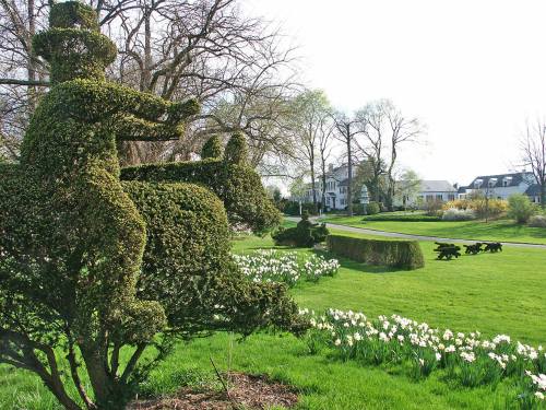 A topiary sculpture of a rider on a horse in a lush garden with blooming flowers and a distant view of houses.