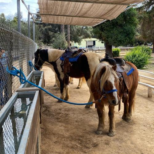 Two ponies with saddles stand tied near a water trough in a shaded area of a stable.