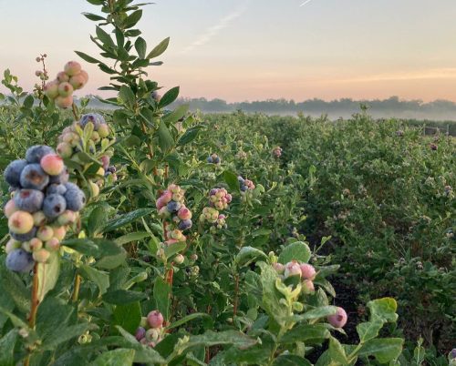 A field of blueberry plants at sunrise, with ripe and unripe berries visible against a misty landscape.