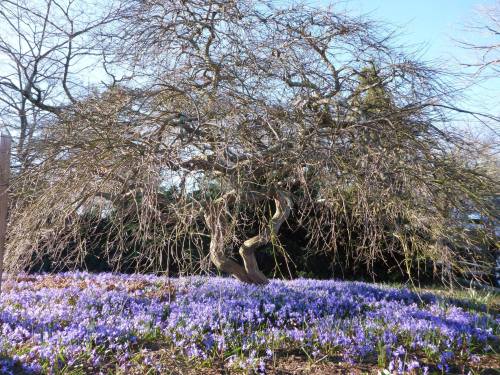 A gnarled tree stands over a field of vibrant purple flowers under a clear blue sky.