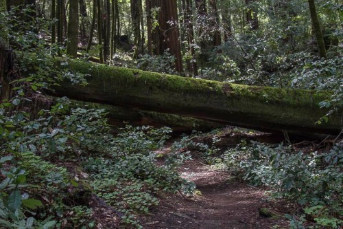 A moss-covered fallen tree lies across a forest path, surrounded by lush greenery and tall trees.