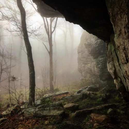 A misty forest scene with trees and rocks, viewed from a cave entrance, creating a mysterious atmosphere.