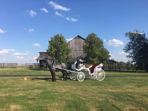 A horse-drawn carriage is parked on a grassy area near a rustic barn under a blue sky with fluffy clouds.