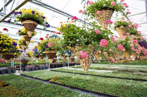 Hanging baskets of colorful flowers in a greenhouse, surrounded by rows of vibrant plants.