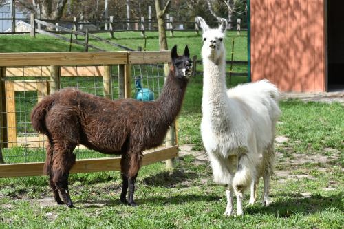 Two llamas stand in a grassy area, one brown and fluffy, the other white and sleek, near a wooden fence.