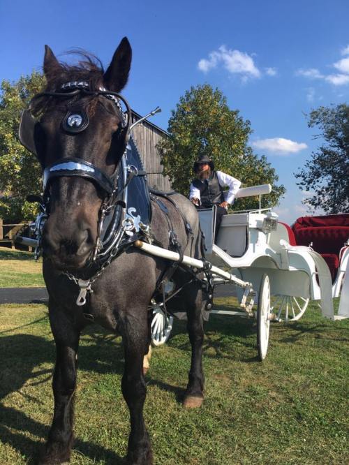 A black horse in harness stands beside a white carriage, with a driver in formal attire preparing for a ride.