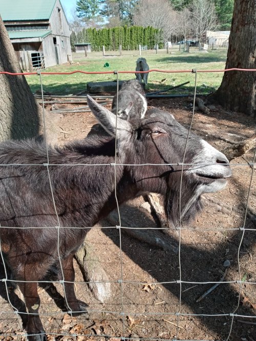 A close-up of a black goat with a joyful expression, standing near a fence in a sunny farmyard.