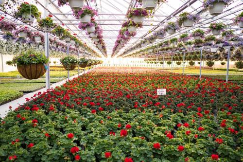 A vibrant greenhouse filled with rows of blooming flowers and hanging plants, creating a colorful and lush atmosphere.