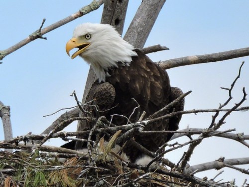 A bald eagle perched in a nest, surrounded by branches, with a clear blue sky in the background.
