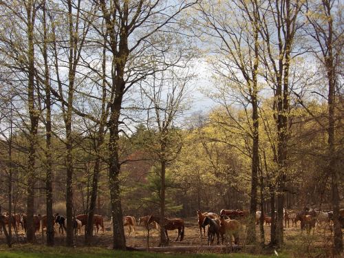 A herd of brown cows grazing in a field surrounded by trees with budding leaves under a cloudy sky.