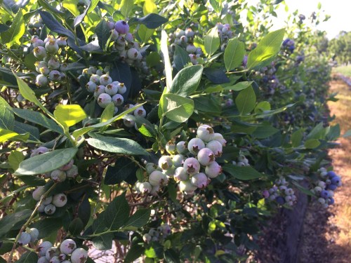A close-up of blueberry bushes with clusters of green and ripe blueberries among lush green leaves.