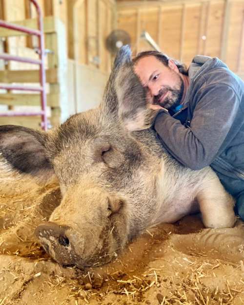 A man leans against a large pig in a barn, both appearing relaxed and content in a straw-covered space.