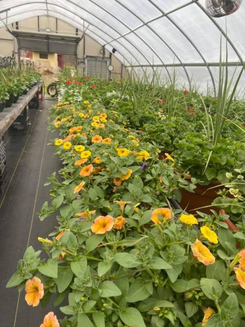 A greenhouse filled with vibrant flowers and plants, including orange and yellow blooms, arranged in rows.