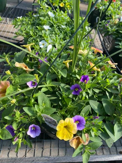 A vibrant arrangement of colorful flowers, including purple, yellow, and orange blooms, in a green garden setting.