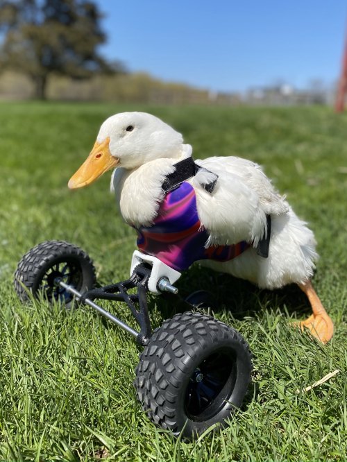 A duck in a colorful harness using a small wheeled cart, sitting on green grass under a clear blue sky.