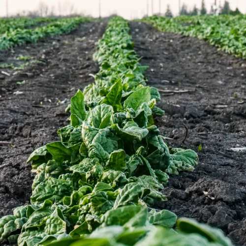 Rows of vibrant green spinach plants growing in dark, rich soil on a farm.