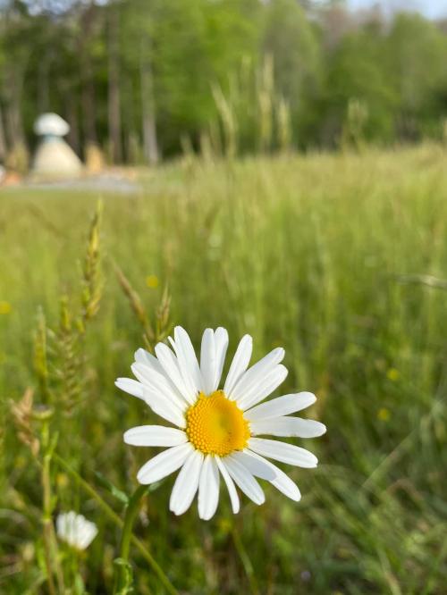 A close-up of a white daisy with a yellow center, set against a blurred green field and trees in the background.