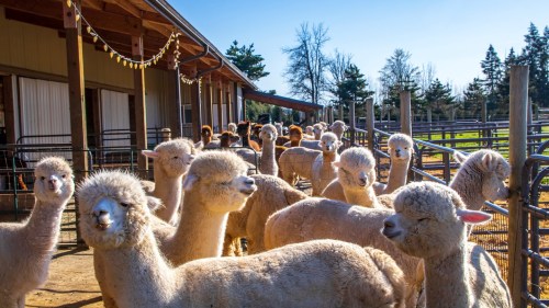 A group of fluffy alpacas stands in a sunny farmyard near a barn, with trees in the background.