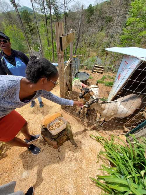 A woman feeds goats at a farm, with trees and a small shed in the background. Two people are visible nearby.