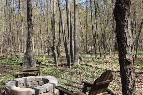 A serene forest scene featuring a stone fire pit surrounded by wooden chairs and tall trees.