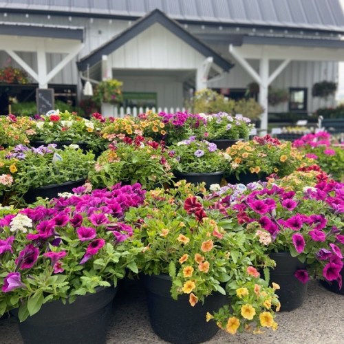 Colorful flower pots filled with vibrant blooms in front of a white building with a black roof.