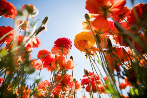 A vibrant field of orange and yellow flowers under a clear blue sky, viewed from ground level.