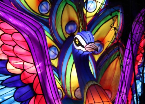A vibrant, illuminated peacock lantern with colorful feathers and intricate details against a dark background.