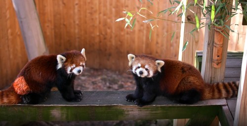 Two red pandas sit on a wooden platform, surrounded by bamboo, with their distinctive reddish-brown fur and playful expressions.