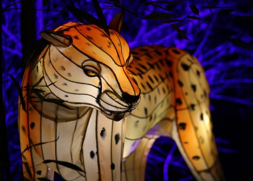 A glowing lantern sculpture of a cheetah, illuminated against a dark, blue background with bamboo.