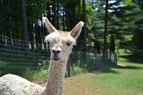 A close-up of a fluffy alpaca standing in a green field with trees in the background.