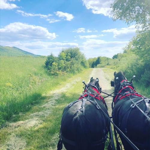 View from a horse-drawn carriage on a grassy path, with rolling hills and a blue sky in the background.