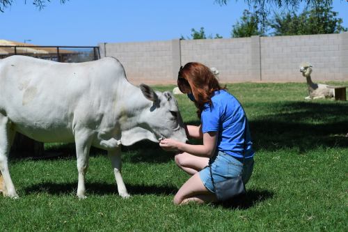 A person kneels to feed a white cow in a grassy area, with llamas visible in the background.