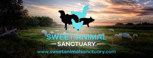 A serene landscape with sheep grazing, featuring the logo of Sweet Animal Sanctuary and their website.