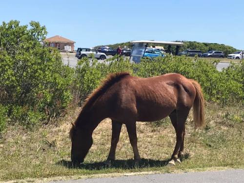 A brown horse grazes on grass near a road, with cars and a building in the background under a clear blue sky.