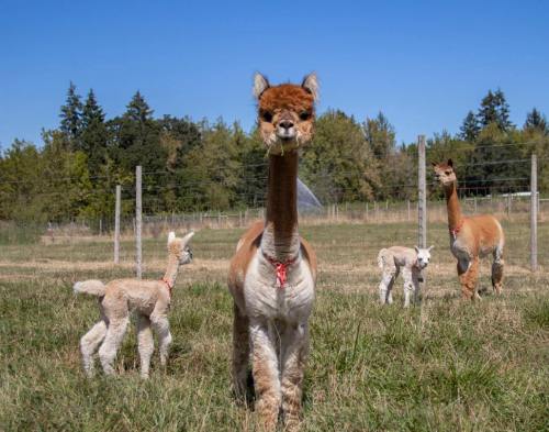 A group of four alpacas in a grassy field, with two adults and two young cria, under a clear blue sky.